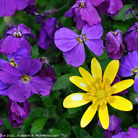 Buy canvas prints of A Celandine among the Violets by Brian Pierce
