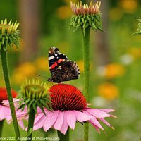 Buy canvas prints of Red Admiral Butterfly on a Cone Flower by Brian Pierce
