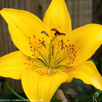 Buy canvas prints of Day Lily by Brian Pierce