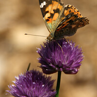 Buy canvas prints of Painted Lady on Chives by Brian Pierce