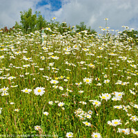 Buy canvas prints of A field of Dasies by Brian Pierce