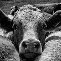 Buy canvas prints of A brown and white cow (monochrome) by Brian Pierce
