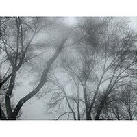 Buy canvas prints of Storm trees II by Guido Montañes