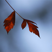 Buy canvas prints of Red leaves and Blue by Guido Montañes