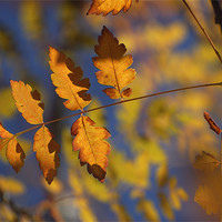 Buy canvas prints of Golden leaves by Guido Montañes