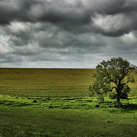 Buy canvas prints of Lonely Tree by David White