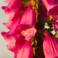 Buy canvas prints of Highland Foxglove by Ben Monaghan