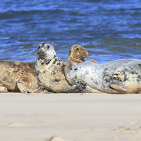 Buy canvas prints of Seals a resting by Aaron Casey