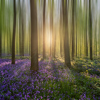 Buy canvas prints of Enchanting Sunrise in a Bluebell Forest by Graham Custance
