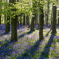 Buy canvas prints of Bluebell Woods  by Graham Custance