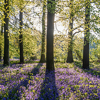 Buy canvas prints of Bluebell Woods  by Graham Custance