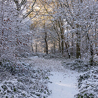 Buy canvas prints of Ashridge in Winter by Graham Custance