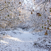 Buy canvas prints of Ashridge in Winter  by Graham Custance