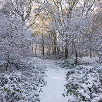 Buy canvas prints of Winter Wonderland at Ashridge by Graham Custance
