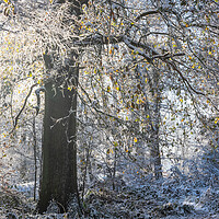 Buy canvas prints of A Serene Winter Wonderland at Ashridge by Graham Custance