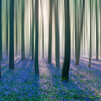 Buy canvas prints of Majestic Bluebell Woods by Graham Custance