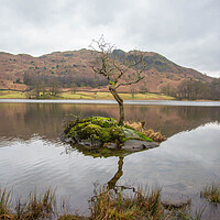 Buy canvas prints of Rydal Water Lone Tree by Graham Custance