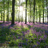 Buy canvas prints of Bluebell Wood by Graham Custance