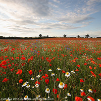 Buy canvas prints of Wildflower Field by Graham Custance