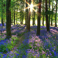 Buy canvas prints of Bluebell Morning by Graham Custance