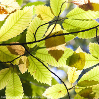 Buy canvas prints of Autumn Leaves by Graham Custance