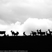 Buy canvas prints of Deers on the Horizon by Graham Custance