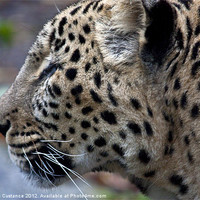 Buy canvas prints of Persian Leopard by Graham Custance