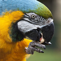 Buy canvas prints of Macaw by Graham Custance