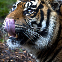 Buy canvas prints of Sumatran Tiger by Graham Custance
