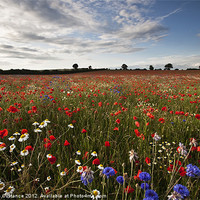 Buy canvas prints of Wild Flowers by Graham Custance