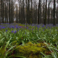 Buy canvas prints of Bluebell Woods by Graham Custance