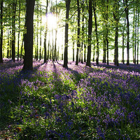 Buy canvas prints of Bluebells at Sunrise by Graham Custance