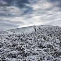 Buy canvas prints of Frozen by Graham Custance