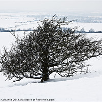 Buy canvas prints of Winter Tree by Graham Custance