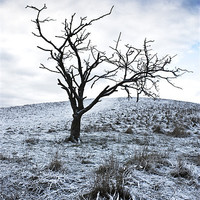 Buy canvas prints of Winter Tree by Graham Custance
