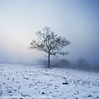Buy canvas prints of Lonely Tree by Graham Custance