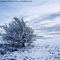 Buy canvas prints of Lonely Winter Tree by Graham Custance