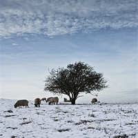 Buy canvas prints of Grazing by Graham Custance