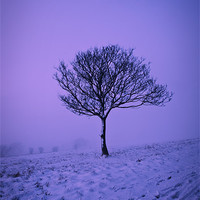 Buy canvas prints of Lone Tree in Winter by Graham Custance