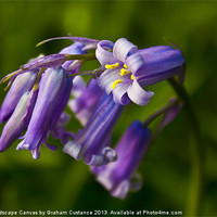 Buy canvas prints of Bluebells by Graham Custance