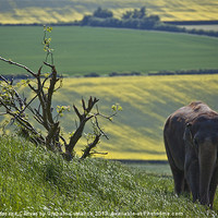 Buy canvas prints of Elephant in the countryside by Graham Custance