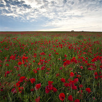 Buy canvas prints of Poppies by Graham Custance