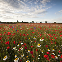 Buy canvas prints of Wildflowers by Graham Custance
