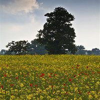 Buy canvas prints of Summer Field by Graham Custance