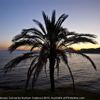 Buy canvas prints of Palm Tree Sunset by Graham Custance