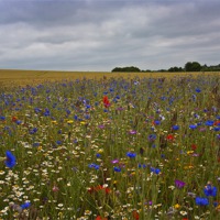 Buy canvas prints of Wild Flowers by Graham Custance