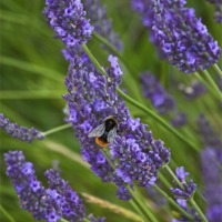 Buy canvas prints of Lavender by Graham Custance