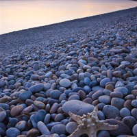 Buy canvas prints of Chesil Beach Starfish by Graham Custance