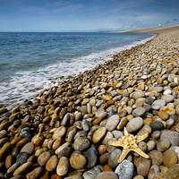 Buy canvas prints of Chesil Beach Starfish by Graham Custance