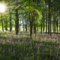 Buy canvas prints of Bluebell Sunrise by Graham Custance